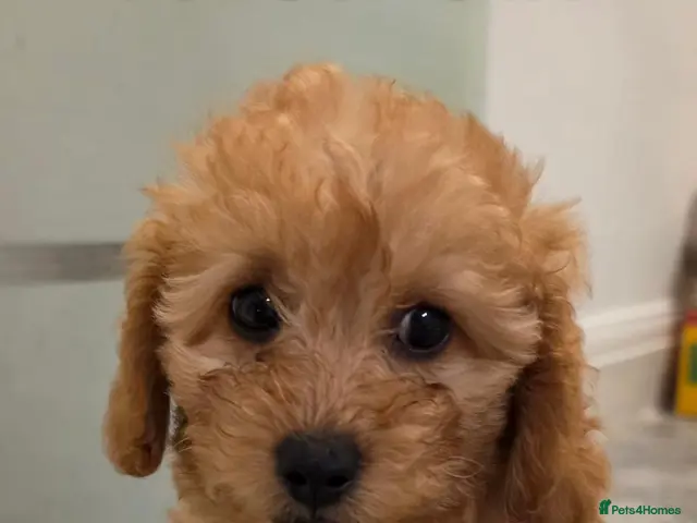 Maltipoo dogs for sale: 🐶1 left adorable maltipoo pups🐶ready to leave🐶 - Advert 12