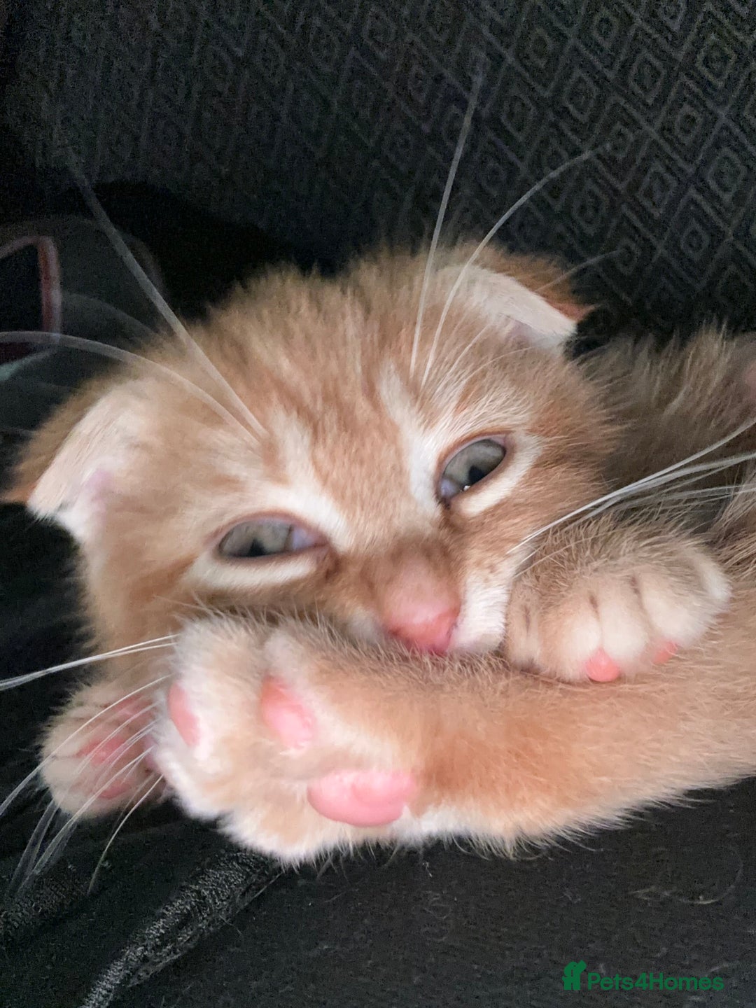 Scottish Fold cats for sale: Ginger Scottish fold/straights - Advert 11