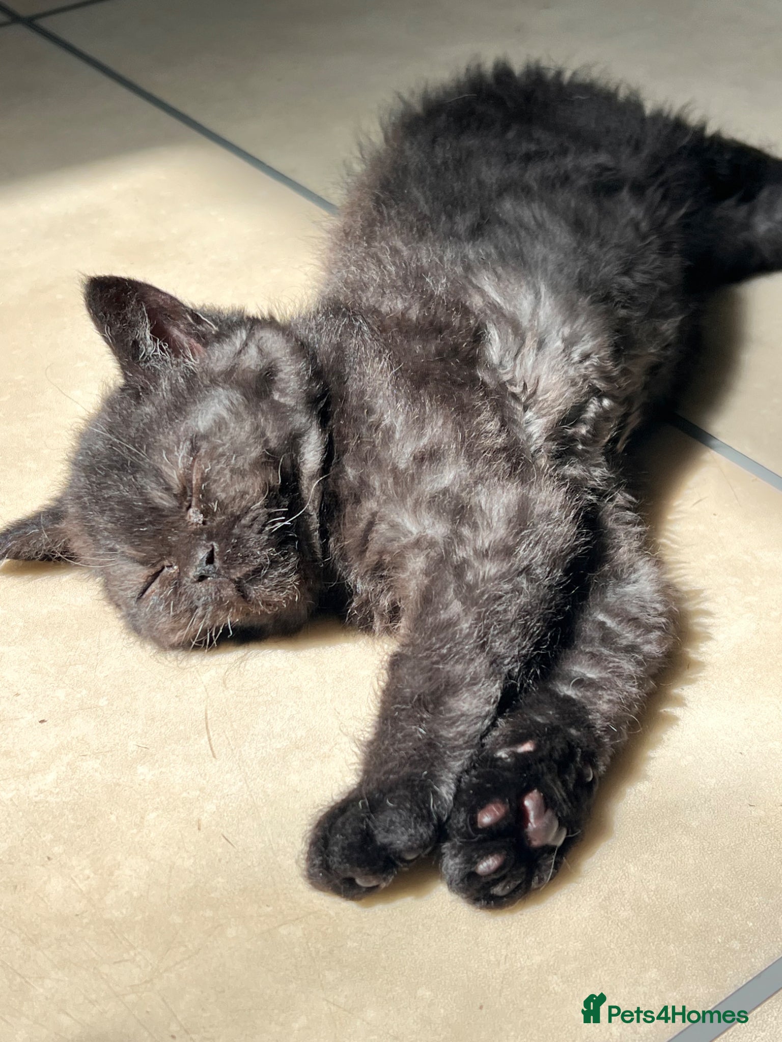 Selkirk Rex cats Selkirk rex great personality  - Advert 9