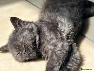 Selkirk Rex cats Selkirk rex great personality - Advert 10