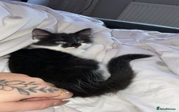 British Longhair cats for sale: Last Baby Girl Left ❤️ - Image 4