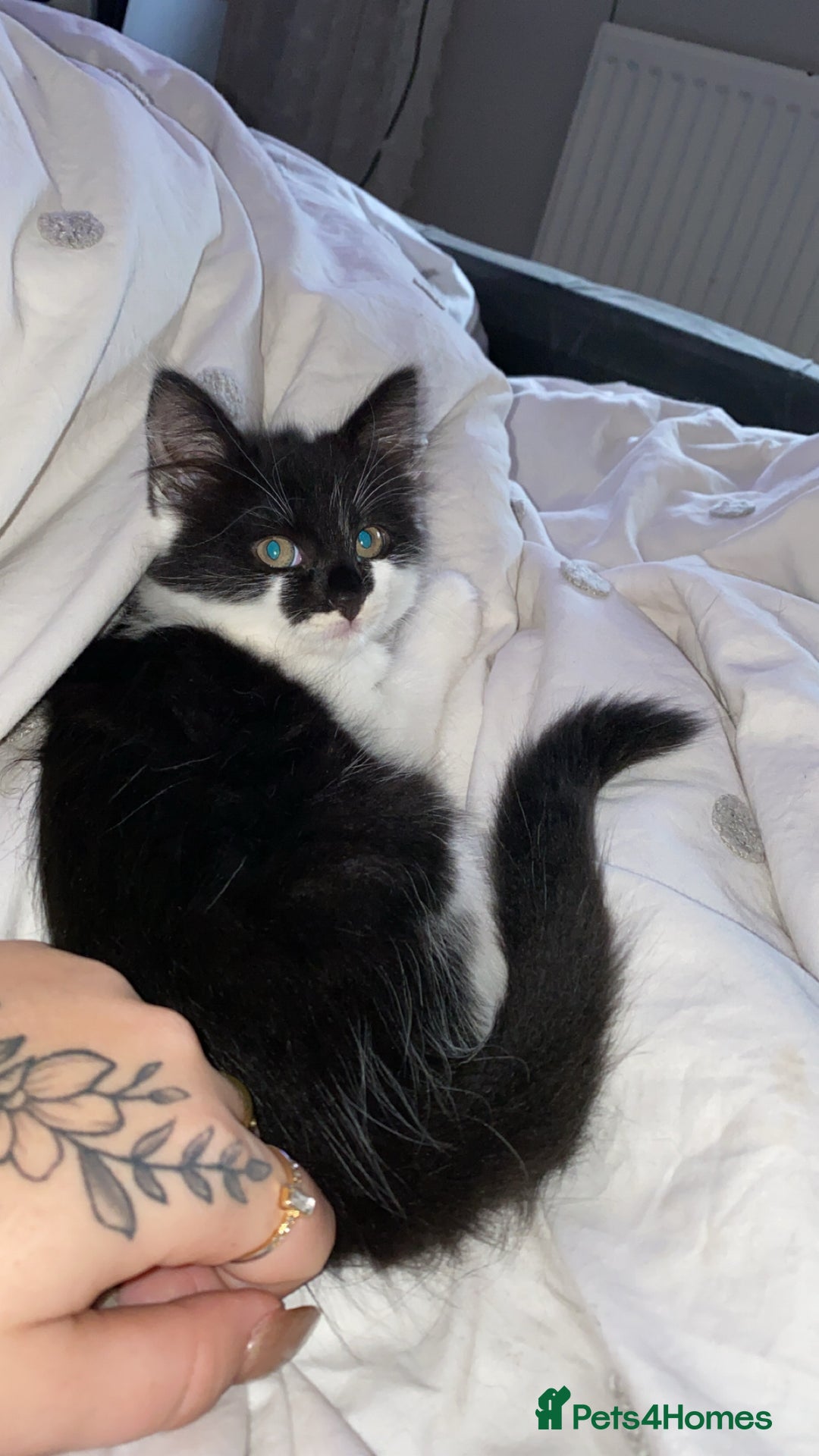 British Longhair cats for sale: Last Baby Girl Left ❤️ - Image 4
