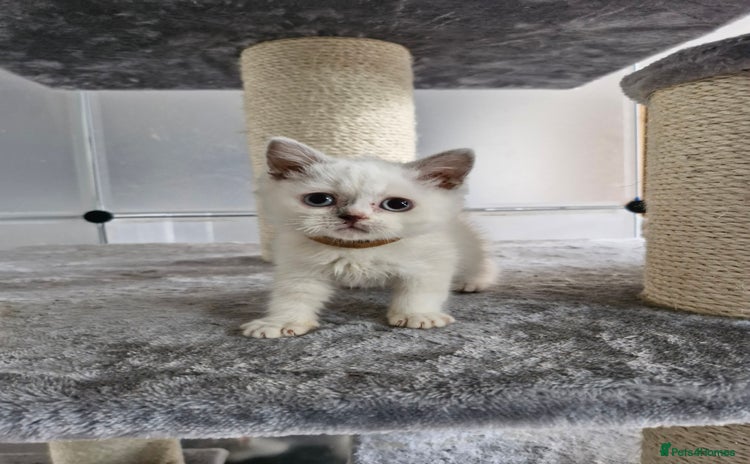 British Shorthair cats - Advert 5