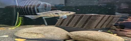 Cichlids fish for sale: Tropical Cichlids - Advert 11