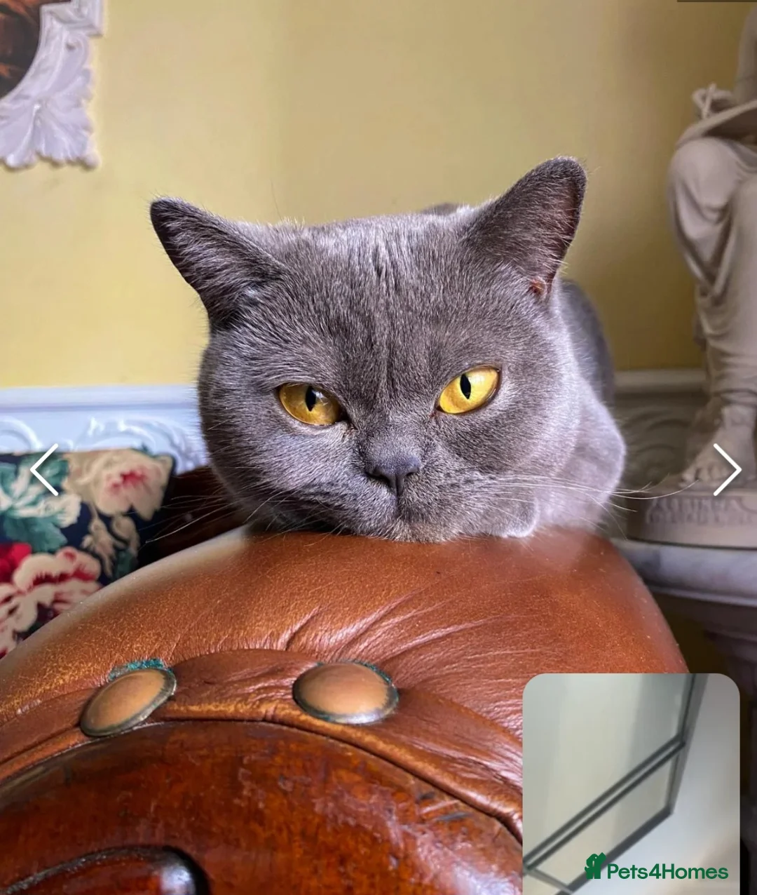 British Shorthair cats for sale: Absolutely outstanding british shorthair kittens  in Southend-on-Sea - Advert 17