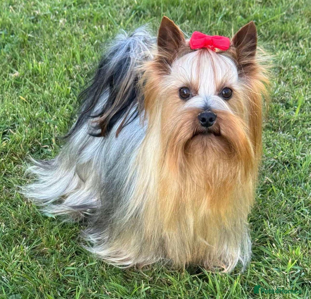 Morkie dogs for sale: Stunning F1 Morkie Puppies - Image 21