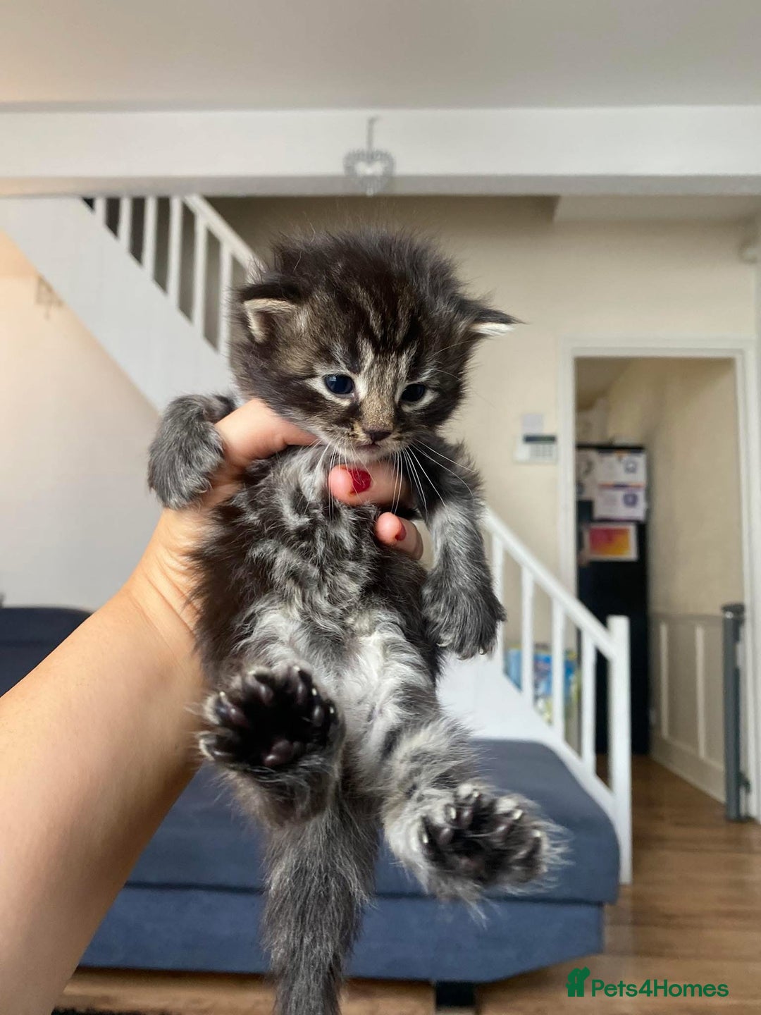 Maine Coon cats for sale: Beautiful Maine coon kittens for sale - Image 2