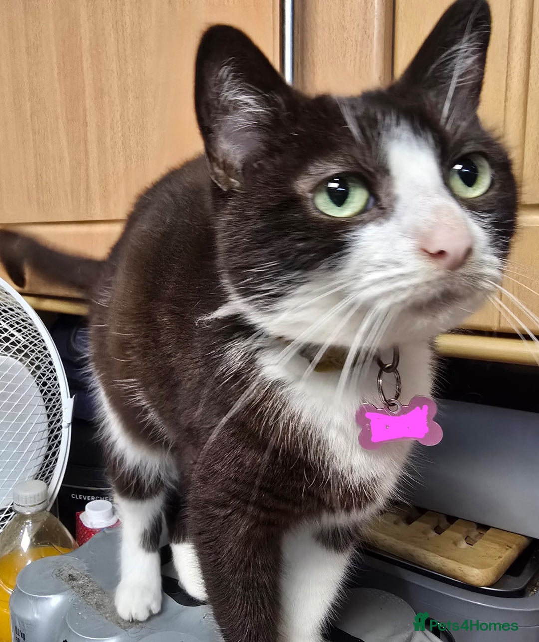 Mixed Breed cats for sale: 4 months Calico male kitten - Advert 4