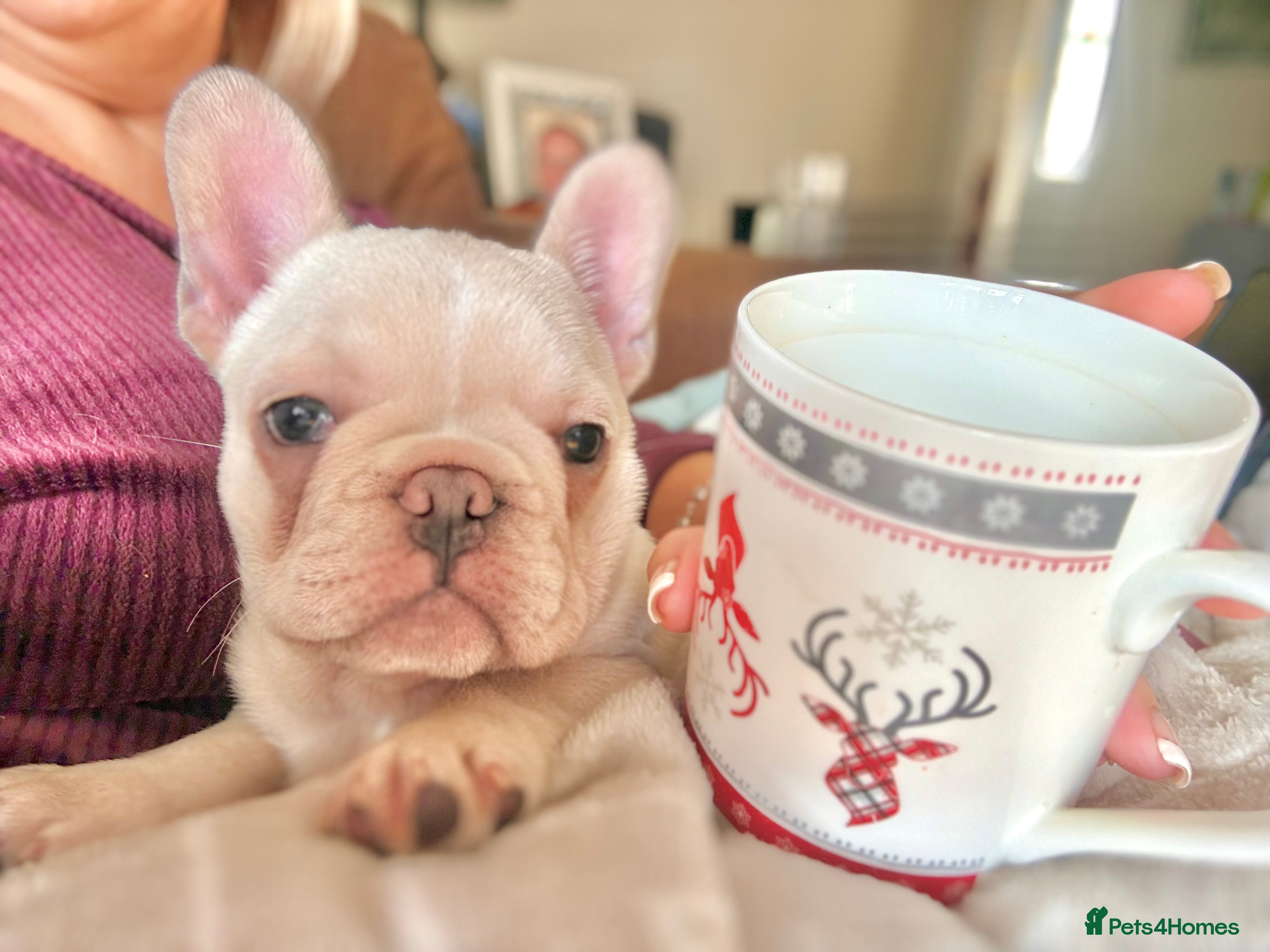 French Bulldog dogs BOTH still available 2xFrench Bull Dog Puppies - Advert 18