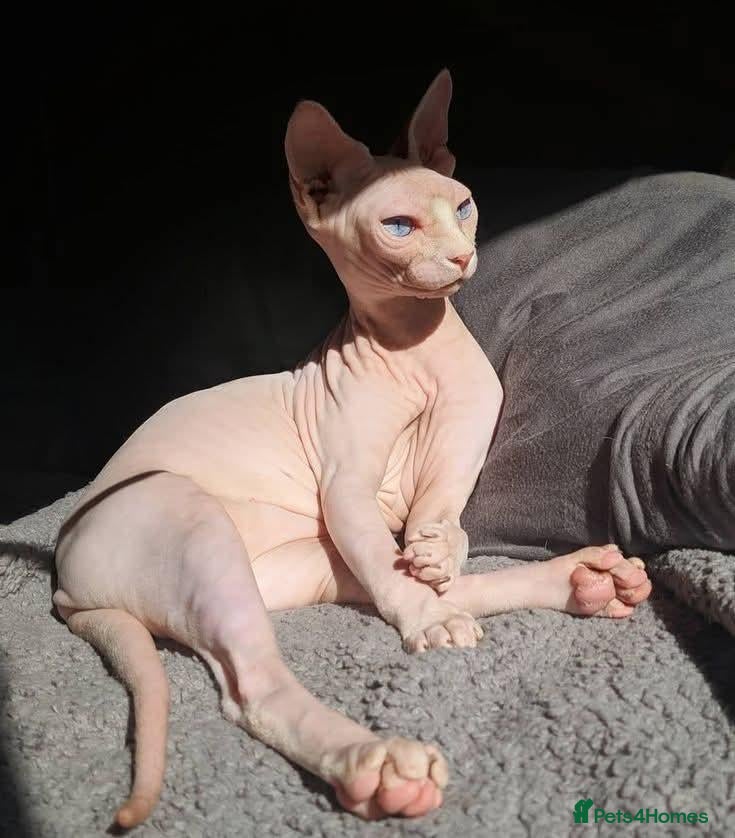 Sphynx cats Odd eyed gene Blue eyes  shpynx cream pink  - Advert 2