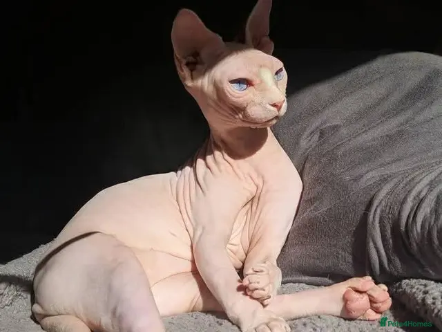 Sphynx cats for stud: Odd eyed gene Blue eyes shpynx cream pink - Advert 2