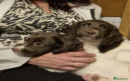 English Springer Spaniel dogs for sale: 2 female springer spaniels  - Image 6