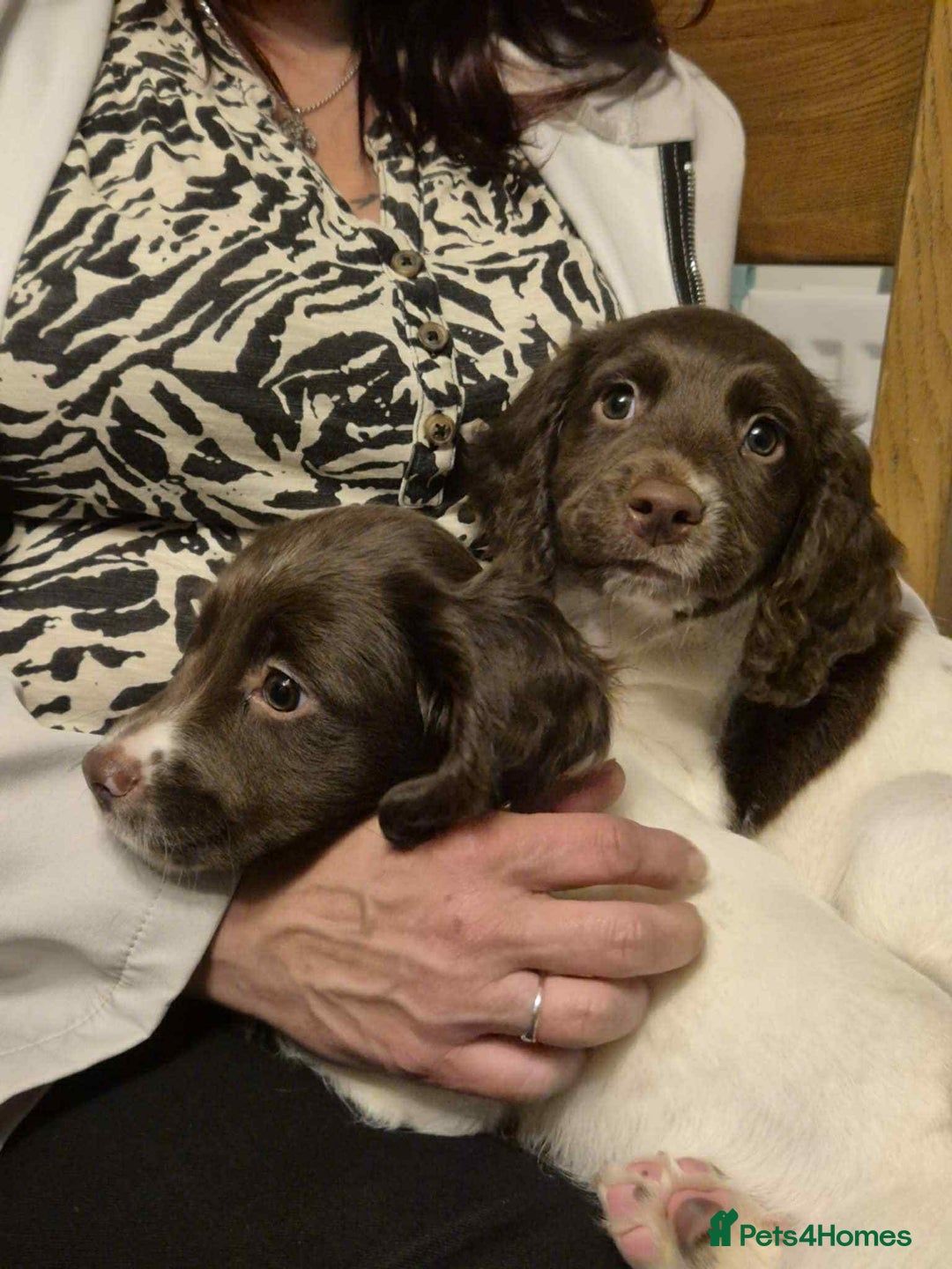 English Springer Spaniel dogs for sale: 2 female springer spaniels  - Image 6