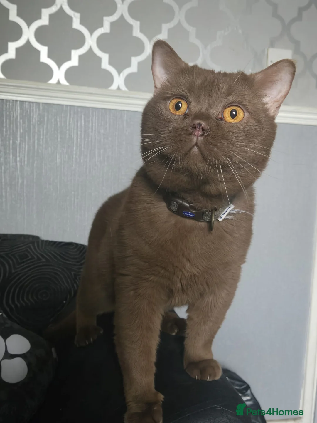 British Shorthair cats for sale: Cinnamon boy - Advert 1