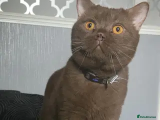 British Shorthair cats Cinnamon boy - Advert 1