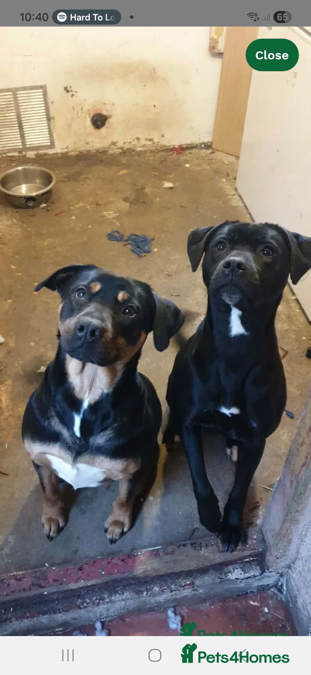 Mixed Breed dogs for sale: 2 year old female cane corso x Staff - Advert 2