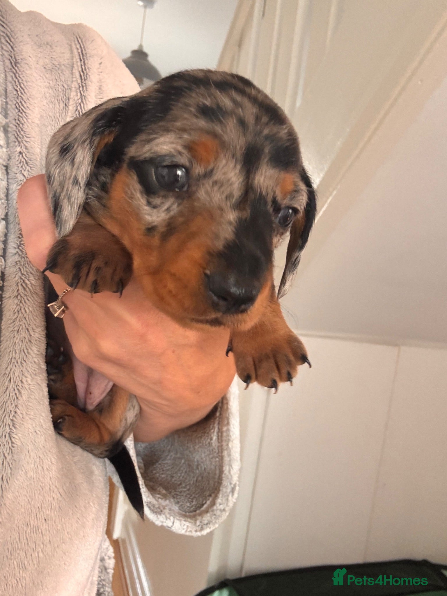 Miniature Dachshund dogs Miniature Dachshund Puppies 3 Girls & 1 Boy 🐾 - Advert 2