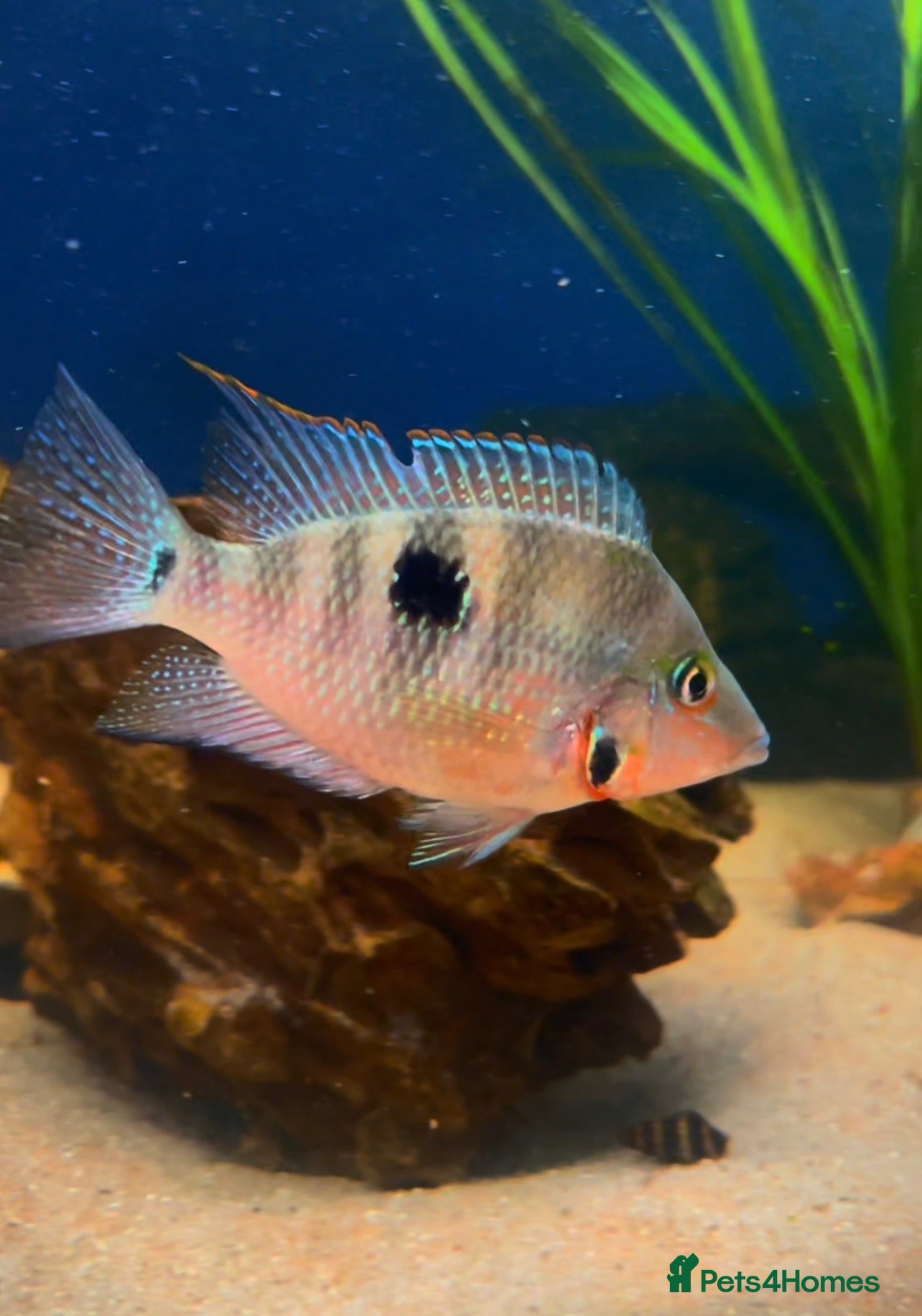 Cichlids fish Fire mouth cichlid  - Advert 1