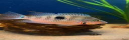 Cichlids fish for sale: Fire mouth cichlid  - Advert 1