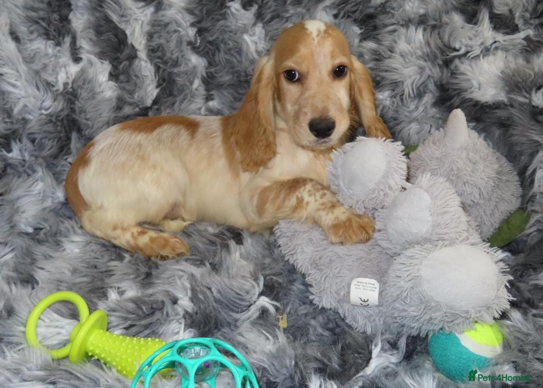 Cocker Spaniel dogs for sale: 🏆BEAUTIFUL COLOURS 🏆 SHOW TYPE COCKER SPANIELS - Image 12