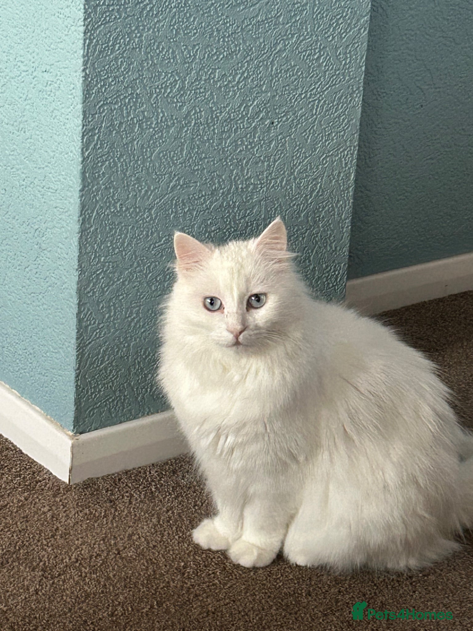 Turkish Angora cats White - Advert 1