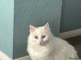 Turkish Angora cats White - Advert 1