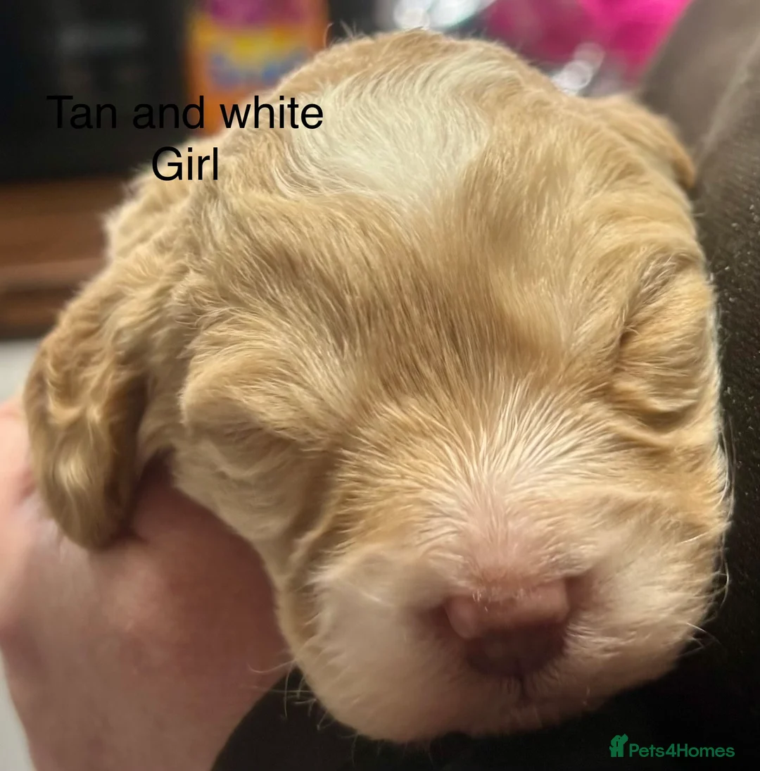 Cockapoo dogs for sale: Cockerpoo puppies  - Advert 9