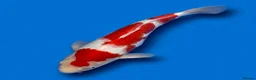 Koi Carp fish for sale: Japanese Koi - Top Quality - Advert 22