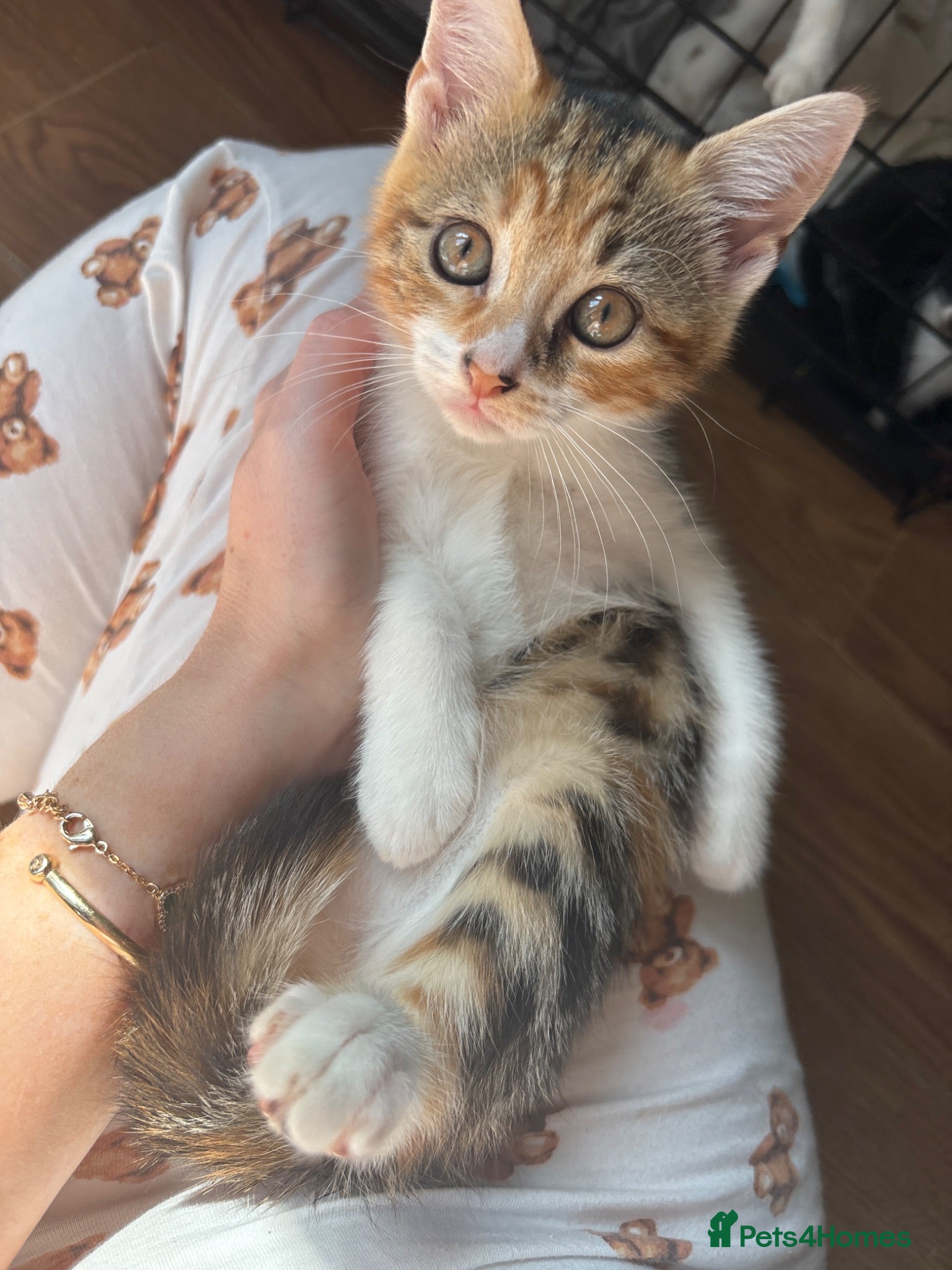 Mixed Breed cats Two female kittens for sale  - Advert 17
