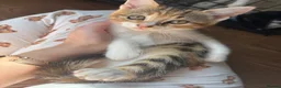 Mixed Breed cats for sale: Two female kittens for sale  in Tamworth - Advert 1