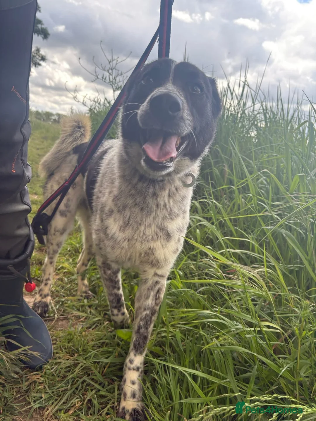 Mixed Breed dogs for adoption: Conga - Norwich Norfolk  - Advert 1