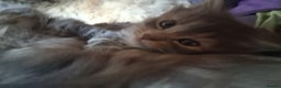 Mixed Breed cats for sale: AWESOME FLUFFY CHUNKY NORWEGIAN FOREST CAT X - Advert 33