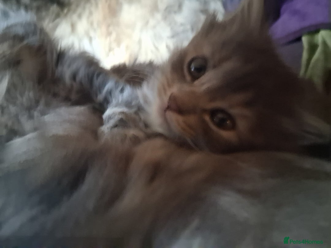 Mixed Breed cats for sale: AWESOME FLUFFY CHUNKY NORWEGIAN FOREST CAT X - Advert 33