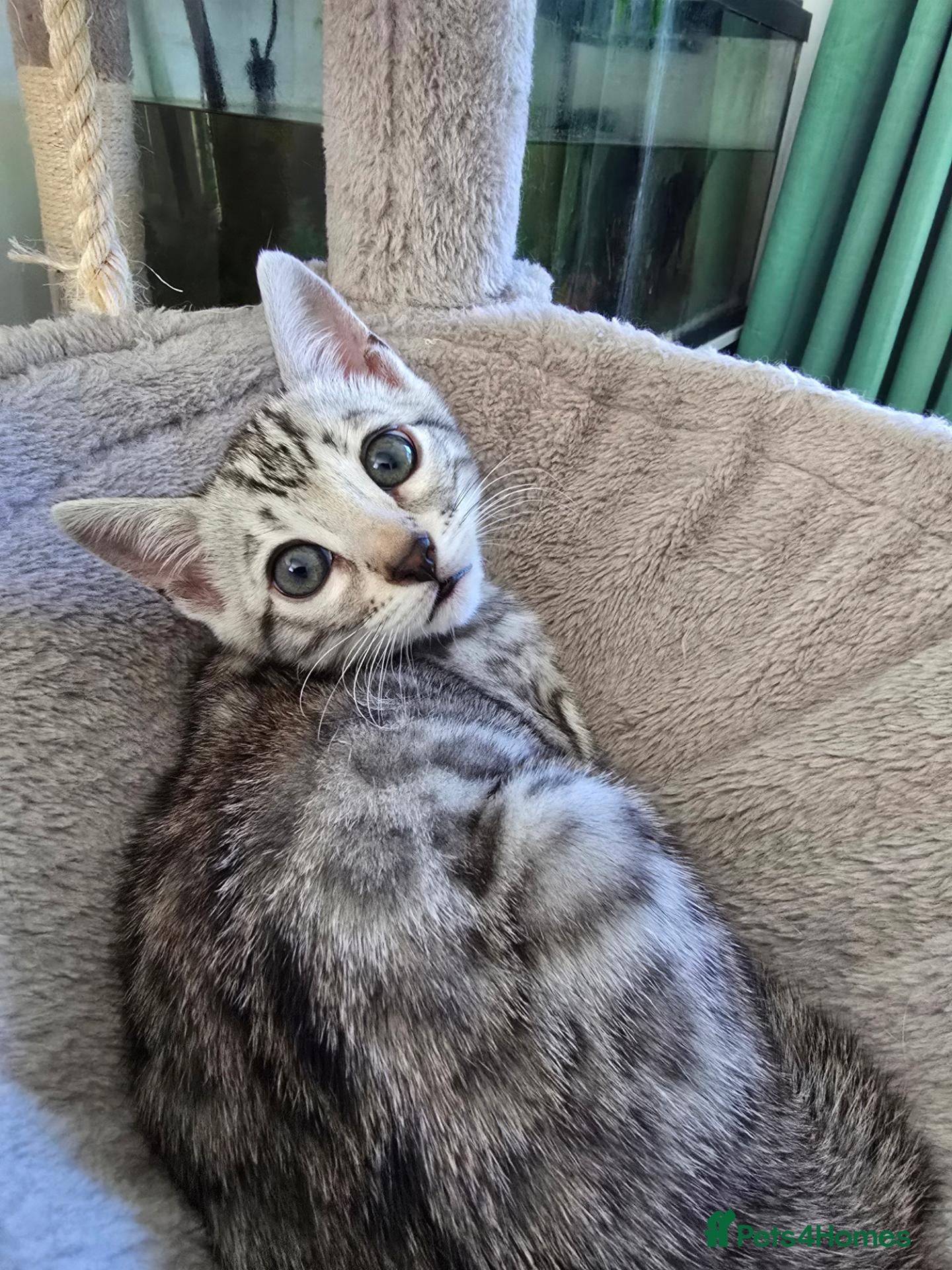 Bengal cats Last F6 Bengal Girl ❤️ - Advert 4
