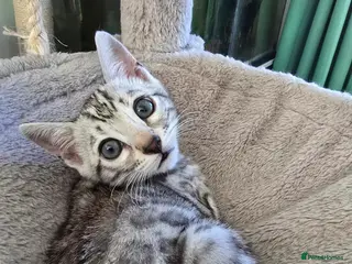 Bengal cats Last F6 Bengal Girl ❤️ - Advert 4