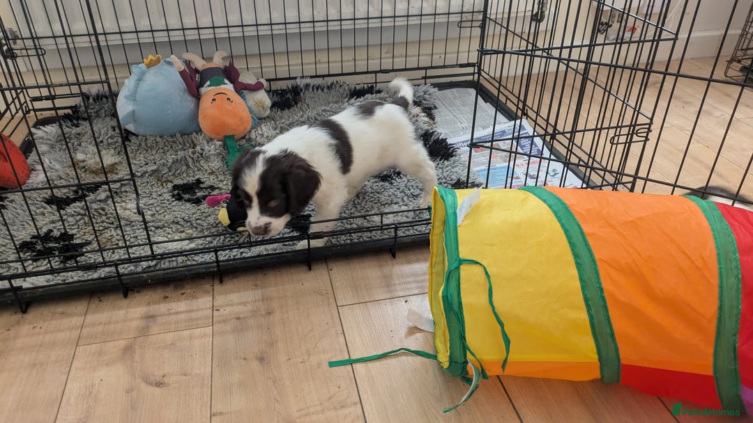 English Springer Spaniel dogs for sale: English Springer puppy *READY NOW* - Image 7