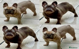 French Bulldog dogs for sale: QUALITY HOME BRED FRENCH BULLDOG PUPPIES - Image 14