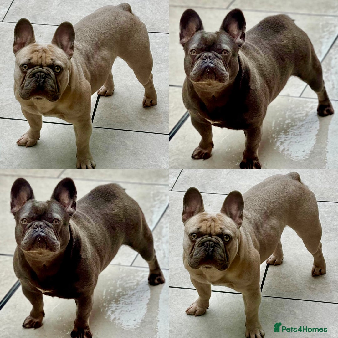 French Bulldog dogs for sale: QUALITY HOME BRED FRENCH BULLDOG PUPPIES - Image 14