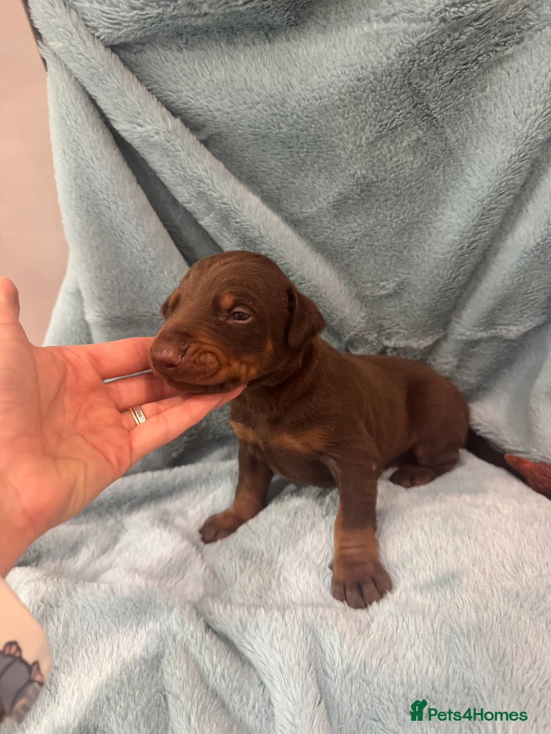 Dobermann dogs for sale: Brown and tanned Doberman puppies KC registered   - Advert 7
