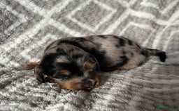 Miniature Dachshund dogs for sale: Beautiful Miniature Dachshunds  - Image 9