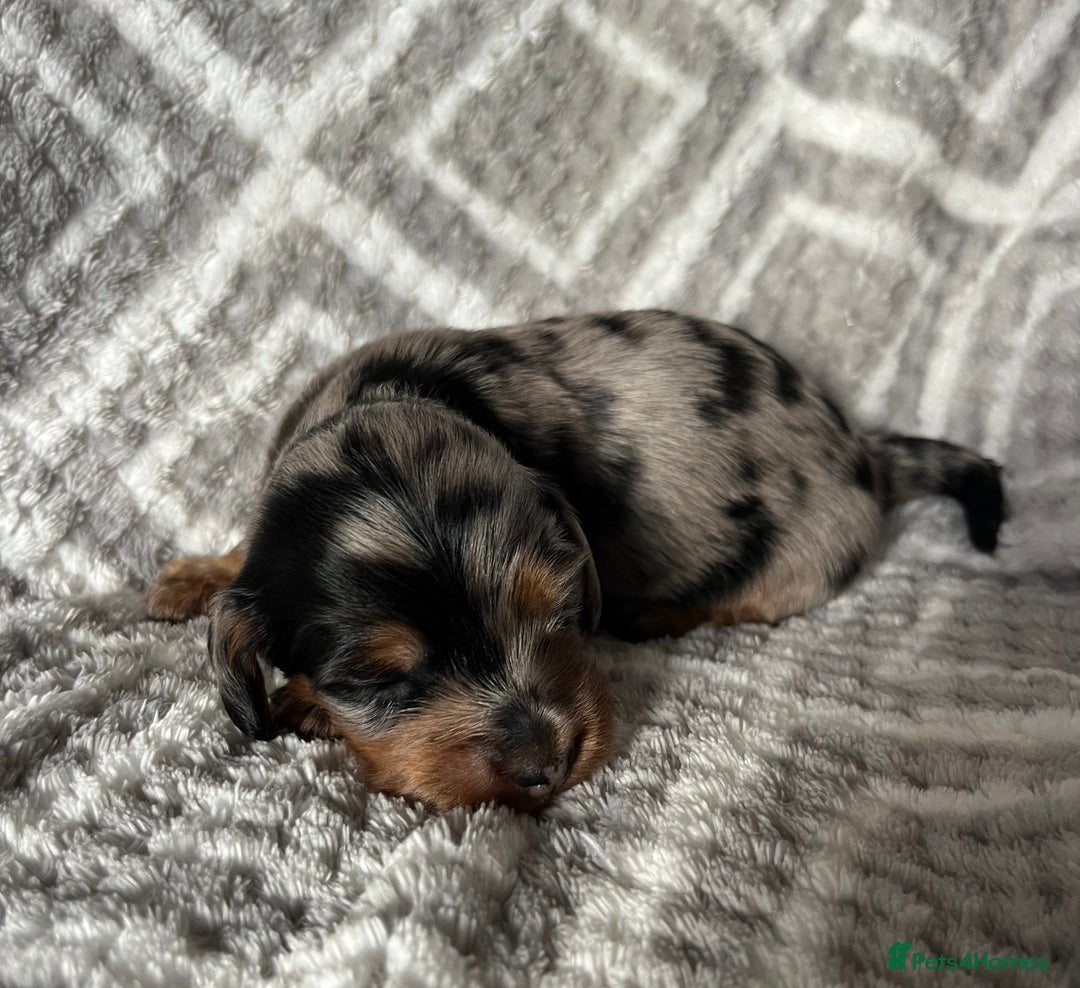 Miniature Dachshund dogs for sale: Beautiful Miniature Dachshunds  - Image 9