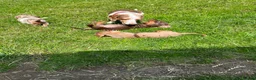 Miniature Dachshund dogs for sale: Mini Dachshund puppies  - Advert 7