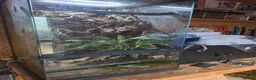 Mixed Breed reptiles for sale: Red eyed green tree frogs and madagascan gecko  - Advert 5