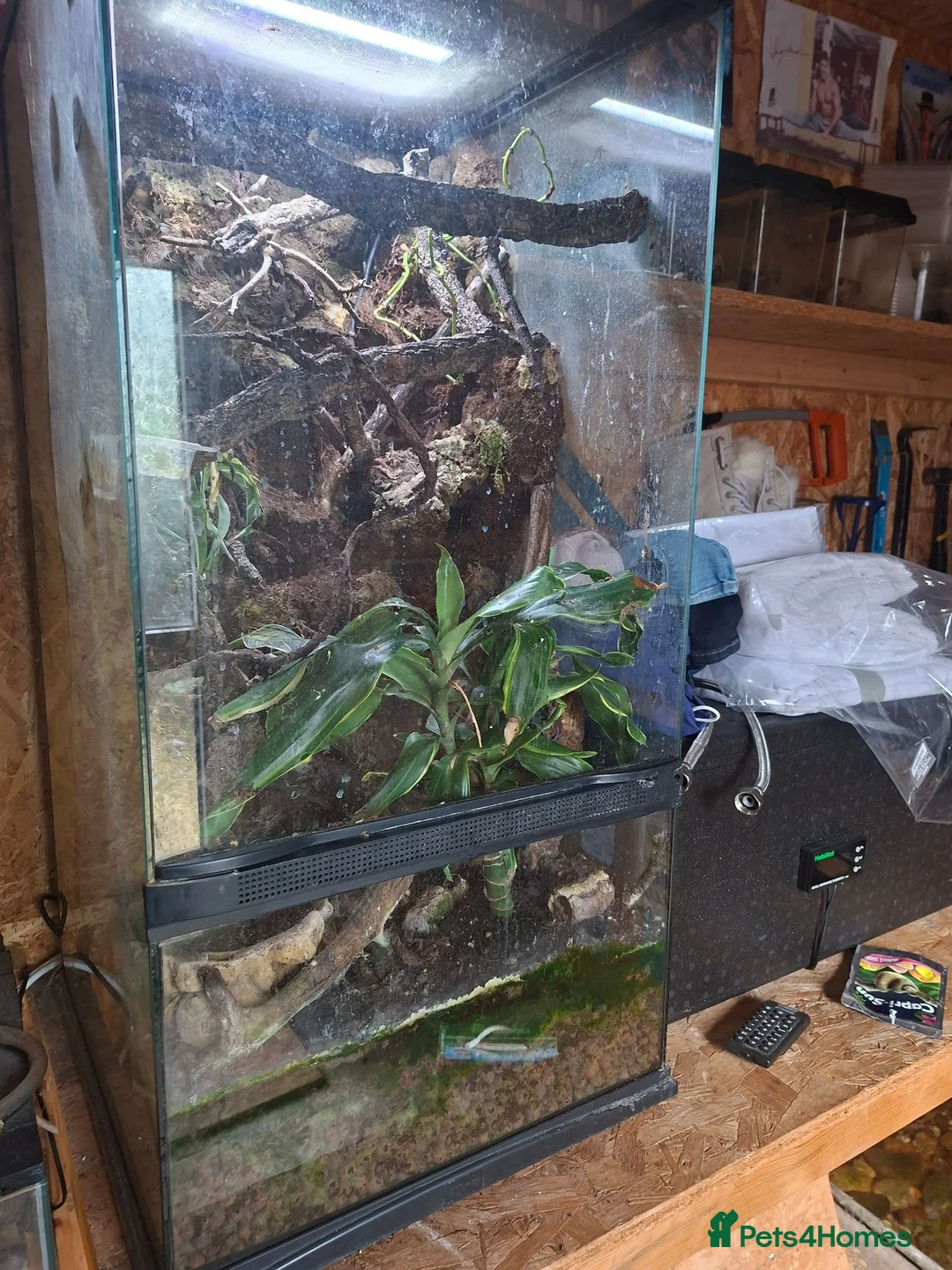 Mixed Breed reptiles for sale: Red eyed green tree frogs and madagascan gecko  - Advert 5