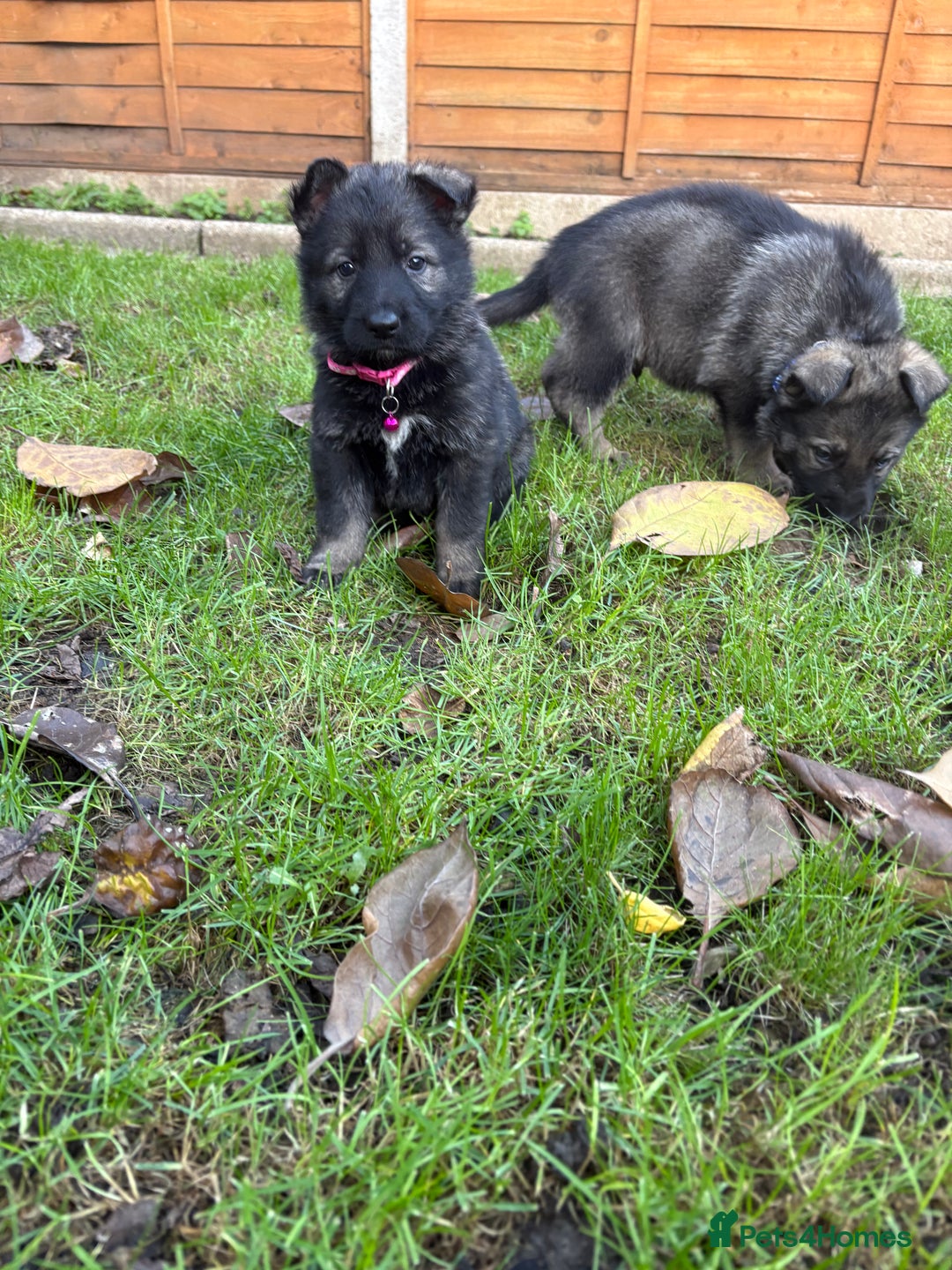 German Shepherd dogs for sale: 10 amazing german shepherd puppies - Advert 32