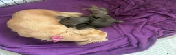 Miniature Dachshund dogs for sale: Beautiful Long-Haired Miniature Dachshund Puppies in Saint Austell - Advert 5