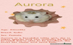 Hamster rodents for sale: Hamsters for adoption  - Image 3