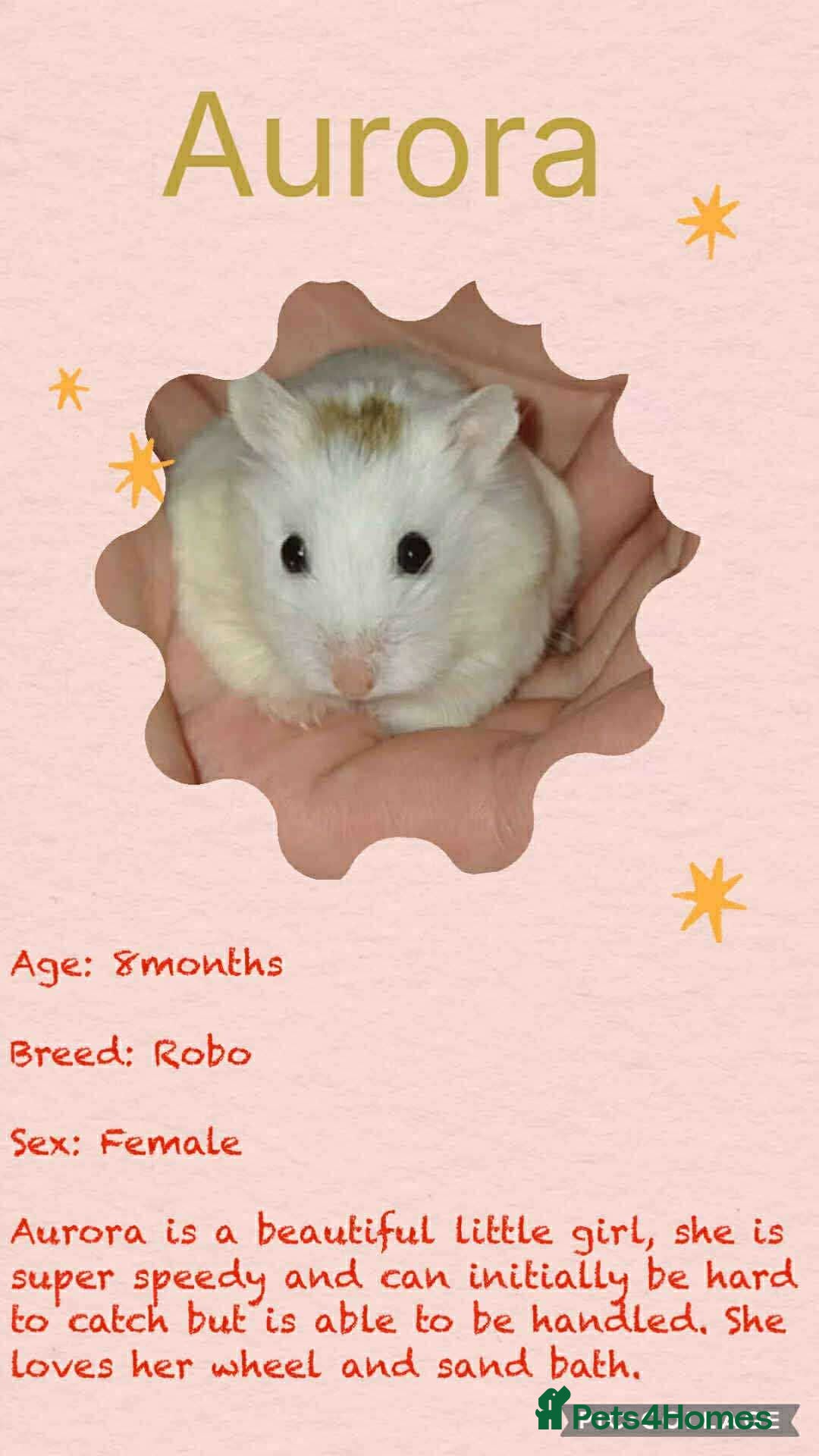 Hamster rodents for sale: Hamsters for adoption  - Image 3