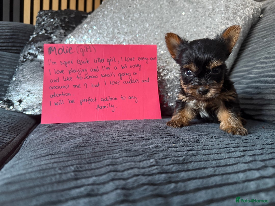 Yorkshire Terrier dogs for sale: Miniature Yorkshire terrier puppies  - Image 2
