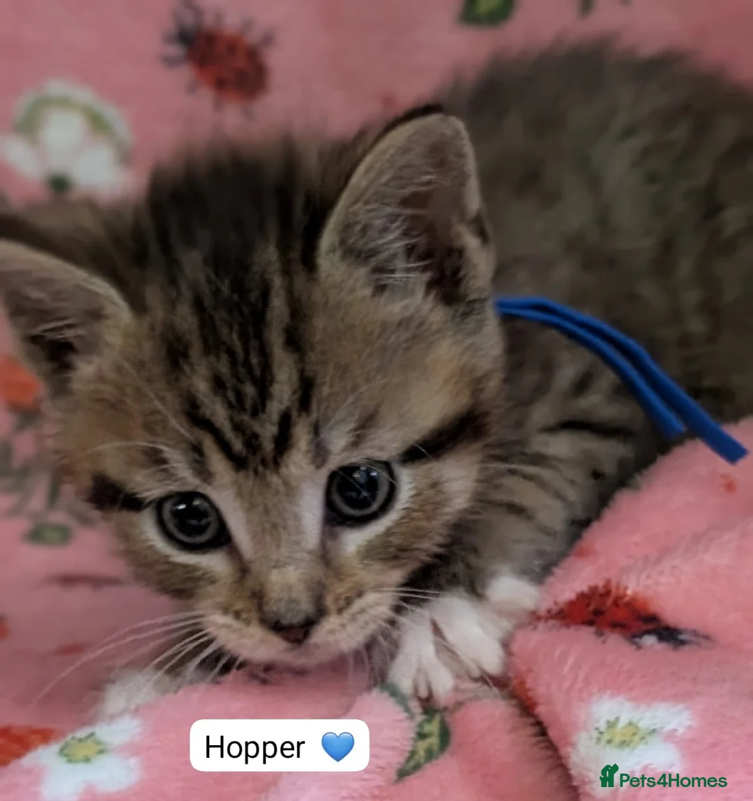 Maine Coon cats for sale: Maine Coon Cross Kittens - Advert 22